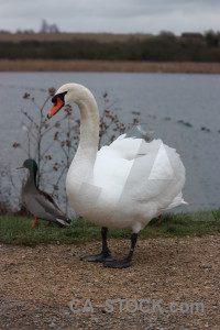 Animal swan water bird pond.