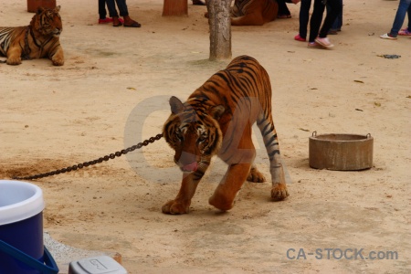 Animal thailand tiger wat pha luang ta bua cat.