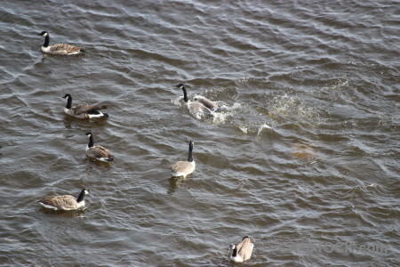 Animal water aquatic bird pond.