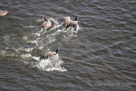 Animal water aquatic bird pond.