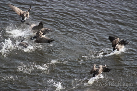 Animal water bird aquatic pond.