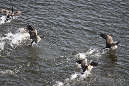 Animal water bird aquatic pond.