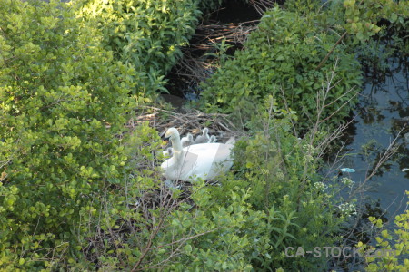 Animal water bird aquatic swan.