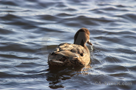 Animal water bird pond aquatic.