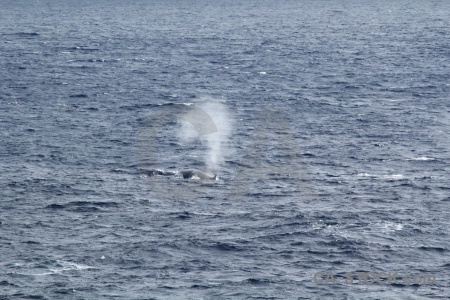 Animal water day 4 whale spray.