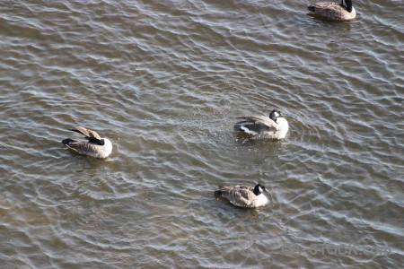 Animal water pond aquatic bird.