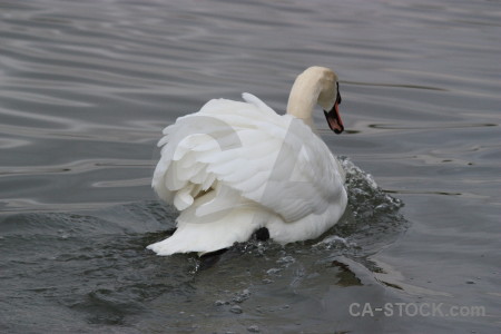 Animal water pond aquatic swan.