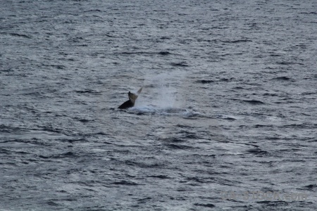 Animal whale sea day 4 water.