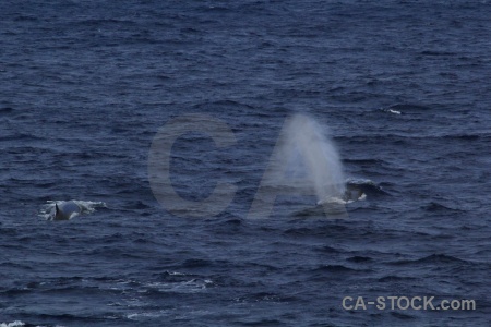 Animal whale sea drake passage day 4.