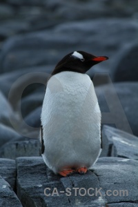 Animal wiencke island antarctica cruise rock south pole.