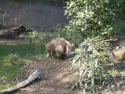 Animal wombat green.