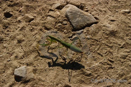 Annapurna sanctuary trek rock stone south asia praying mantis.