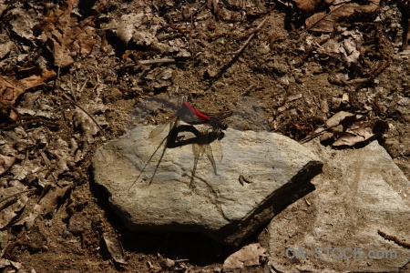 Annapurna sanctuary trek stone rock animal asia.