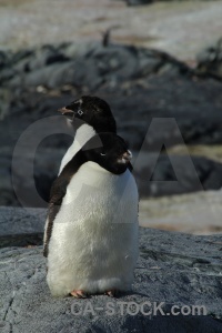 Antarctic peninsula adelie animal antarctica cruise south pole.