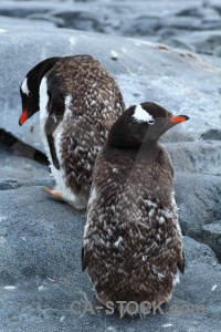 Antarctic peninsula animal day 10 dorian bay rock.