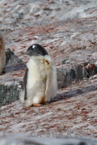 Antarctic peninsula animal penguin antarctica gentoo.