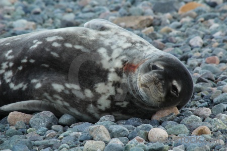 Antarctic peninsula animal stone marguerite bay bellingshausen sea.