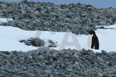 Antarctic peninsula antarctica cruise animal millerand island.