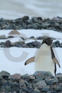 Antarctic peninsula antarctica stone cruise day 5.