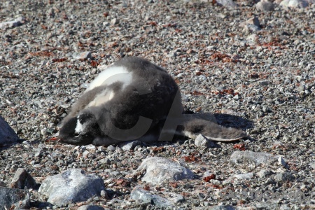 Antarctic peninsula antarctica wilhelm archipelago gentoo day 8.