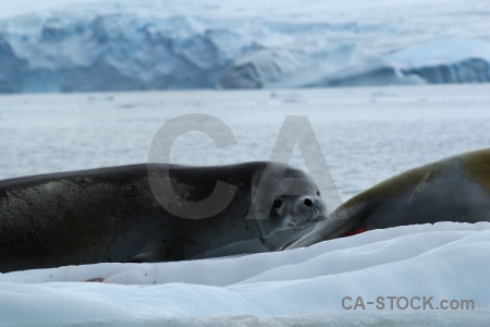 Antarctic peninsula bellingshausen sea south pole antarctica cruise crabeater.