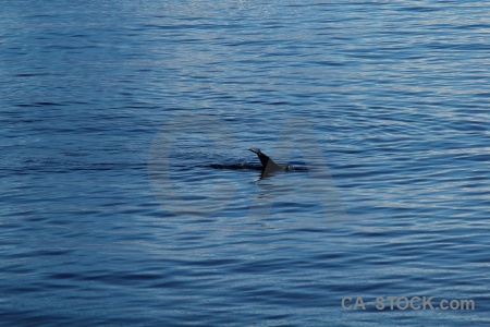 Antarctic peninsula marguerite bay sea animal day 6.