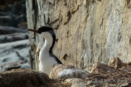 Antarctic peninsula shag day 8 wilhelm archipelago antarctica cruise.