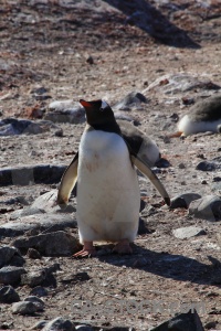 Antarctic peninsula south pole rock petermann island wilhelm archipelago.