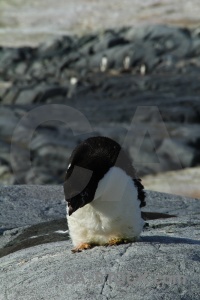 Antarctica animal day 8 wilhelm archipelago snow.