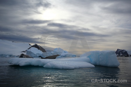 Antarctica animal marguerite bay snow seal.