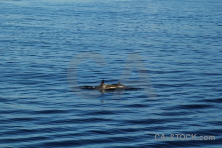 Antarctica animal orca whale ripple.