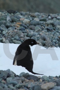 Antarctica bellingshausen sea ice marguerite bay day 5.