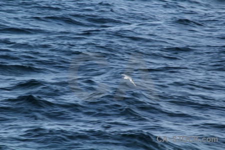 Antarctica bird antarctica cruise animal bellingshausen sea.