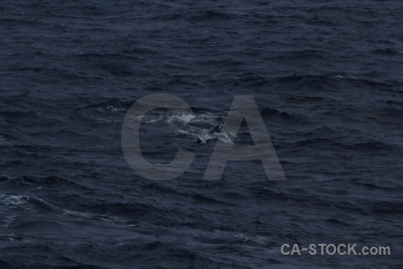 Antarctica cruise animal day 4 water sea.