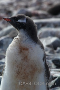 Antarctica cruise animal south pole gentoo chick.