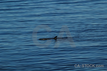 Antarctica cruise animal whale south pole adelaide island.