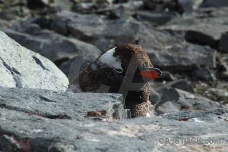 Antarctica cruise antarctic peninsula animal gentoo.