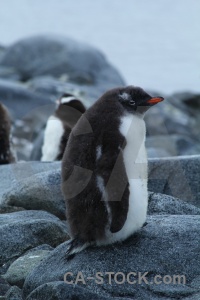 Antarctica cruise antarctic peninsula animal wiencke island dorian bay.