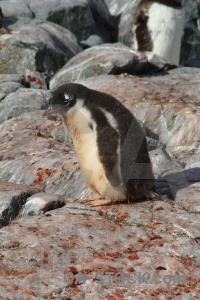 Antarctica cruise antarctic peninsula penguin chick rock.