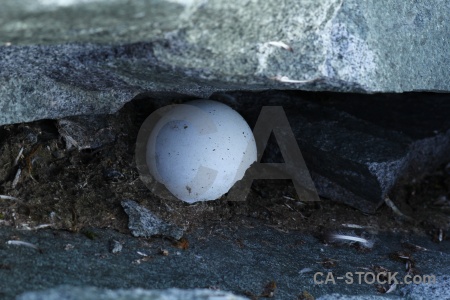 Antarctica cruise antarctic peninsula petermann island wilhelm archipelago egg.