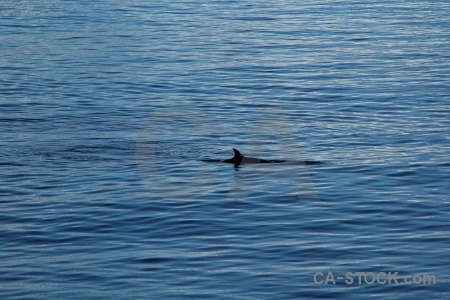 Antarctica cruise antarctica orca day 6 sea.