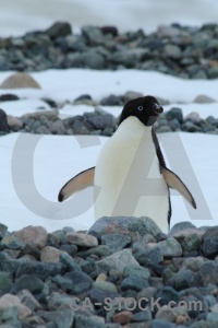 Antarctica cruise bellingshausen sea marguerite bay antarctic peninsula ice.