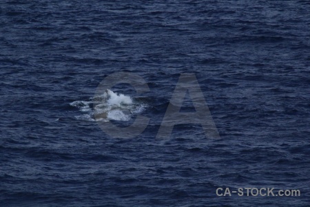 Antarctica cruise day 4 animal drake passage water.