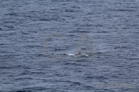 Antarctica cruise day 4 drake passage whale sea.