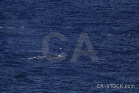Antarctica cruise drake passage water animal day 4.