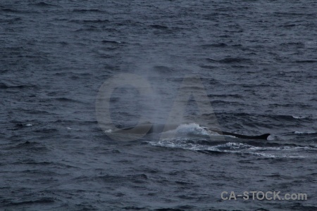 Antarctica cruise drake passage water animal whale.