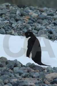 Antarctica cruise marguerite bay stone adelie.