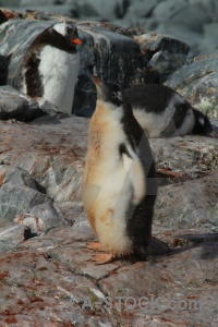 Antarctica cruise rock gentoo petermann island.