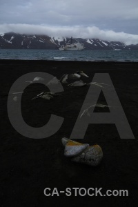 Antarctica cruise sand animal mountain antarctica.