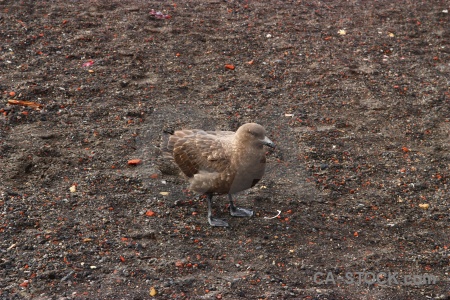 Antarctica cruise sand bird brown skua south shetland islands.